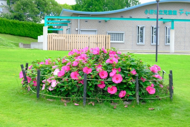 ひまわりの丘公園の写真 