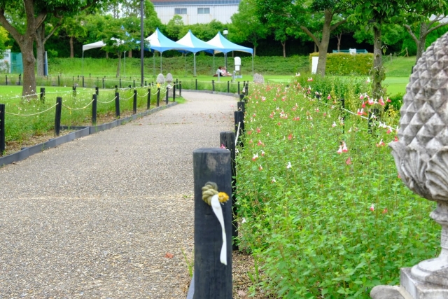 ひまわりの丘公園の写真 