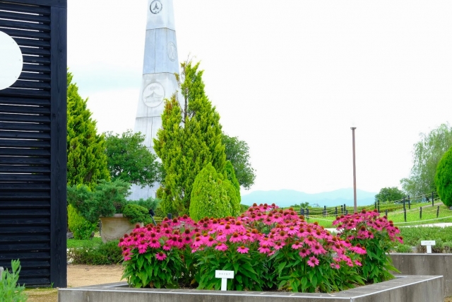 ひまわりの丘公園の写真 