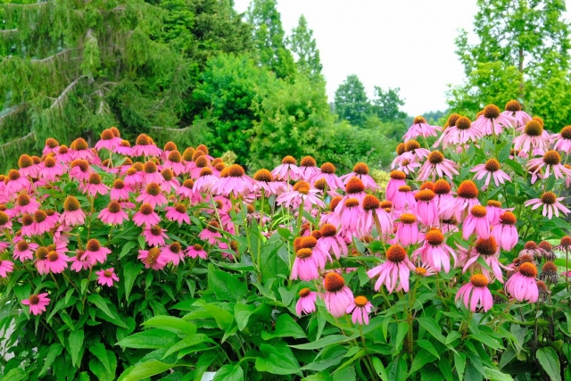 ひまわりの丘公園の写真 