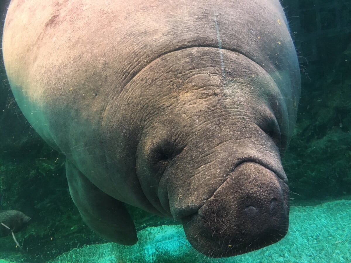 新屋島水族館の写真 