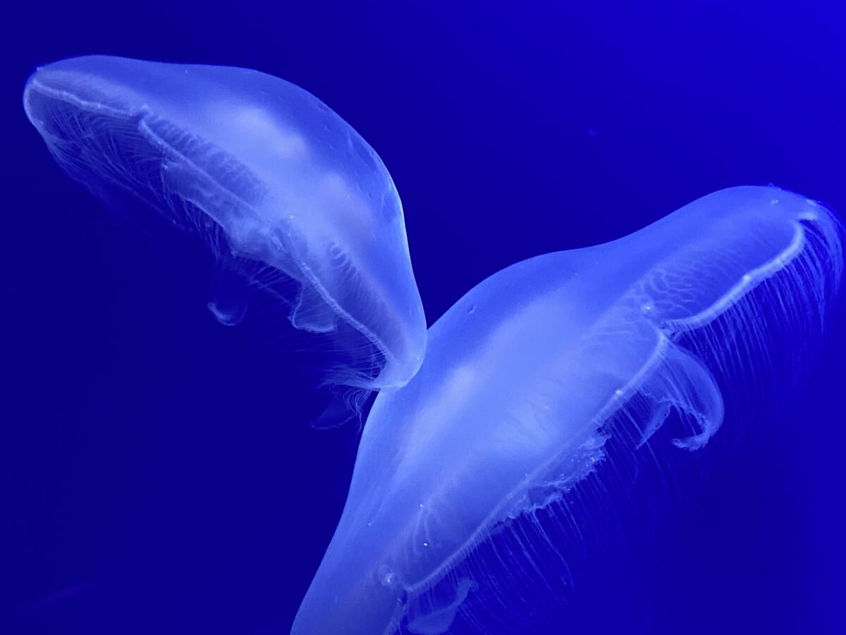 新屋島水族館の写真 