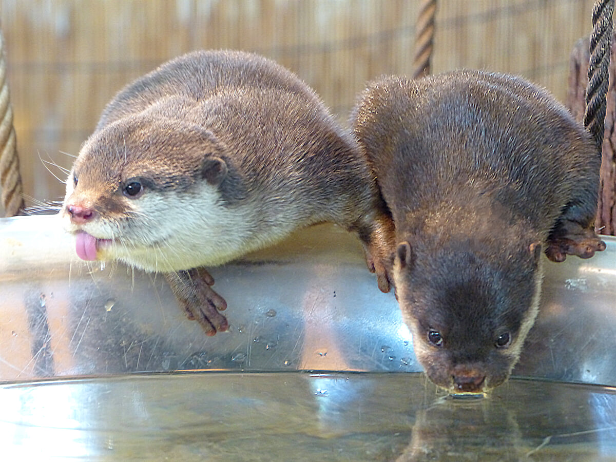 新屋島水族館の写真 