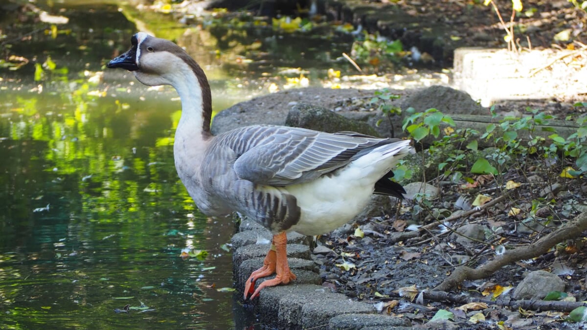 狭山市立智光山公園 こども動物園の写真 