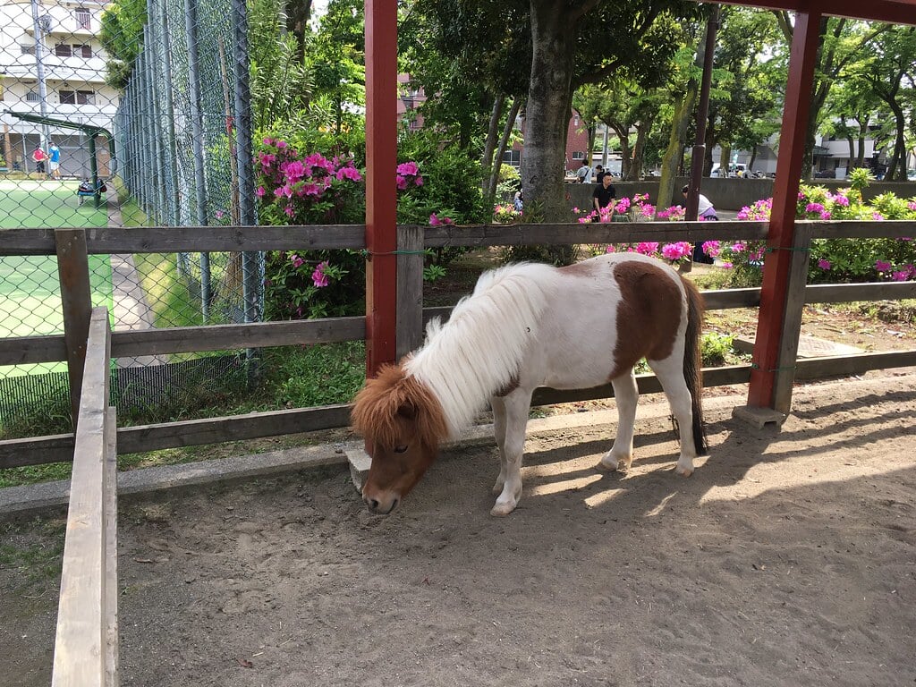 板橋区立こども動物園の写真 ©Mikhail+Kotykhov(CC BY 2.0)