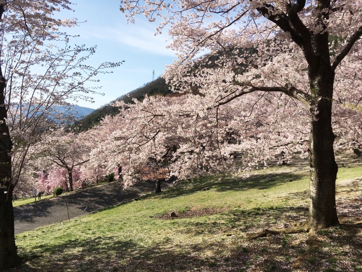 戸倉宿キティパークの写真 