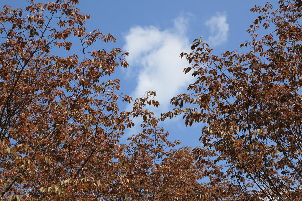 千手山公園の写真 ©TANAKA Juuyoh (田中十洋)(CC BY 2.0)