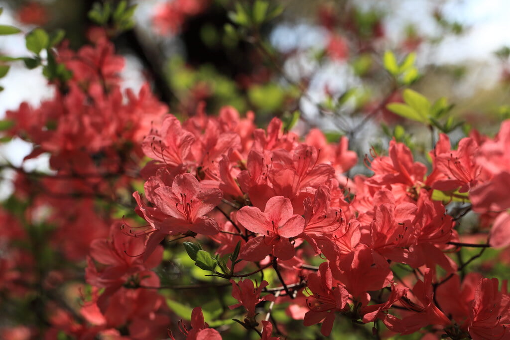 千手山公園の写真 ©TANAKA Juuyoh (田中十洋)(CC BY 2.0)