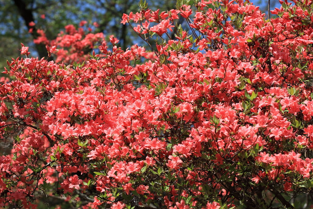 千手山公園の写真 ©TANAKA Juuyoh (田中十洋)(CC BY 2.0)