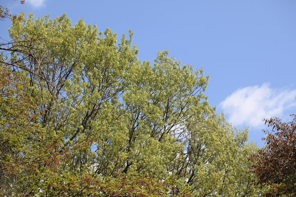 千手山公園の写真 ©TANAKA Juuyoh (田中十洋)(CC BY 2.0)