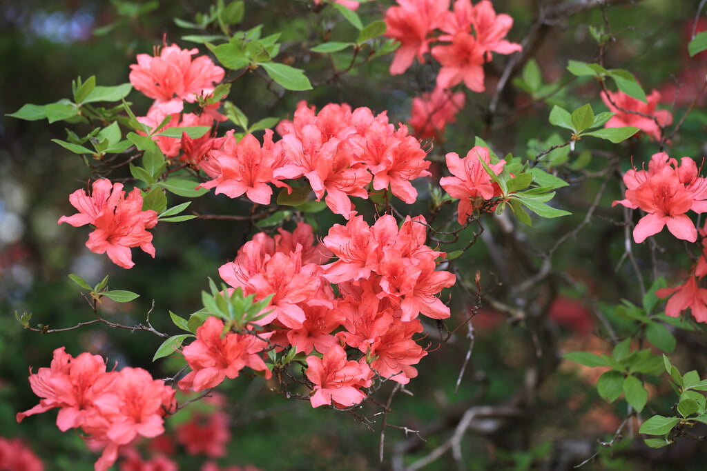 千手山公園の写真 ©TANAKA Juuyoh (田中十洋)(CC BY 2.0)