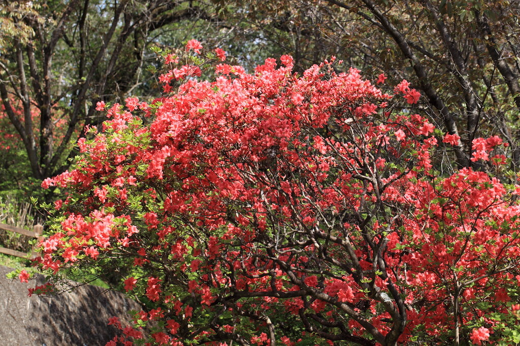 千手山公園の写真 ©TANAKA Juuyoh (田中十洋)(CC BY 2.0)