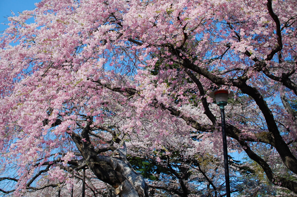 榴岡公園の写真 ©Sendai Blog(CC BY 2.0)