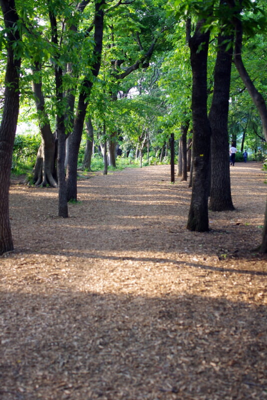 林試の森公園の写真 ©Twang_Dunga(CC BY 2.0)