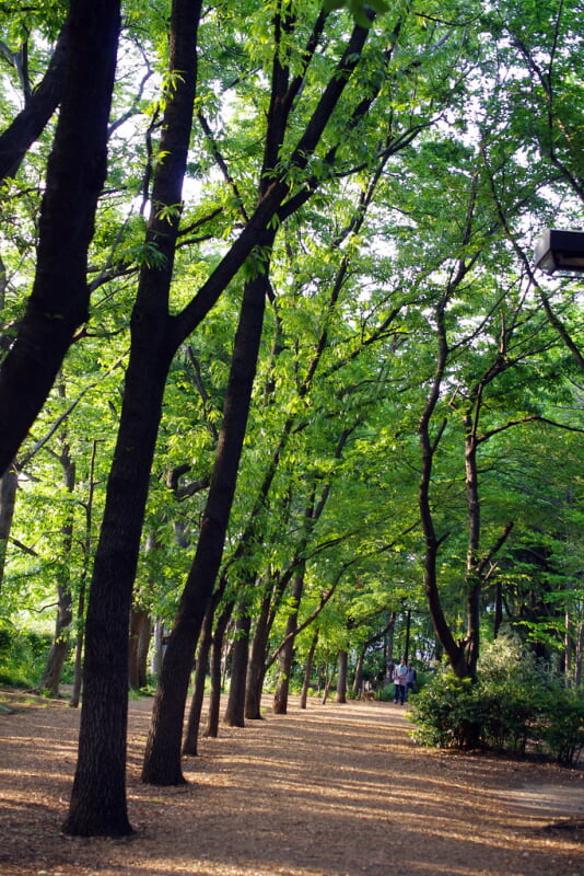 林試の森公園の写真 ©Twang_Dunga(CC BY 2.0)