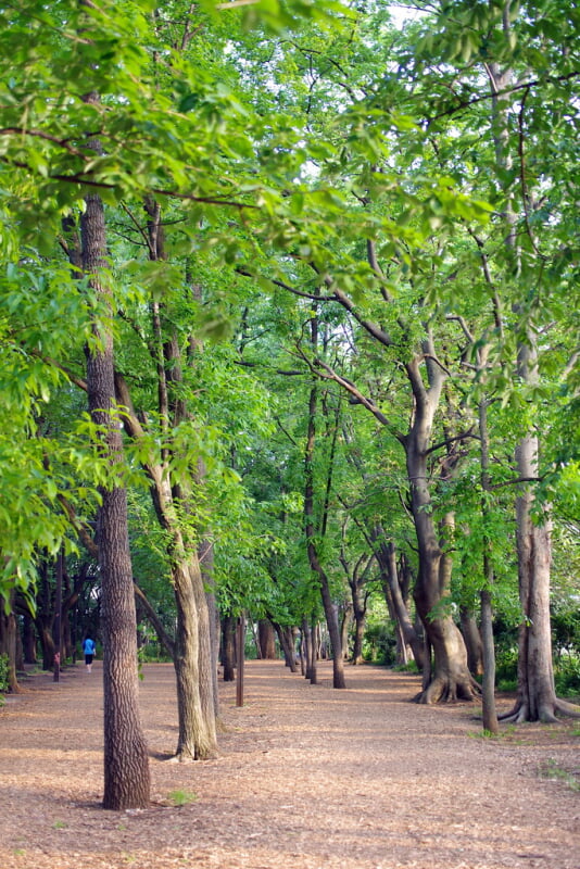 林試の森公園の写真 ©Twang_Dunga(CC BY 2.0)