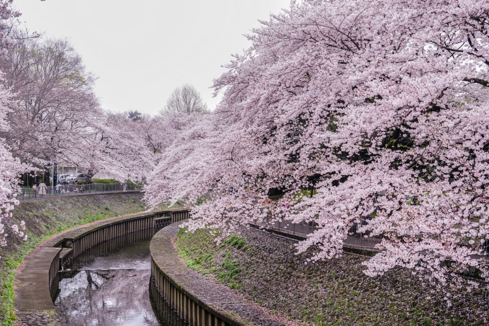 善福寺公園の写真 