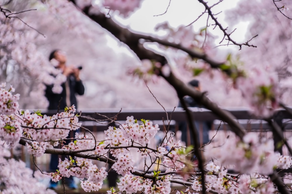 善福寺公園の写真 