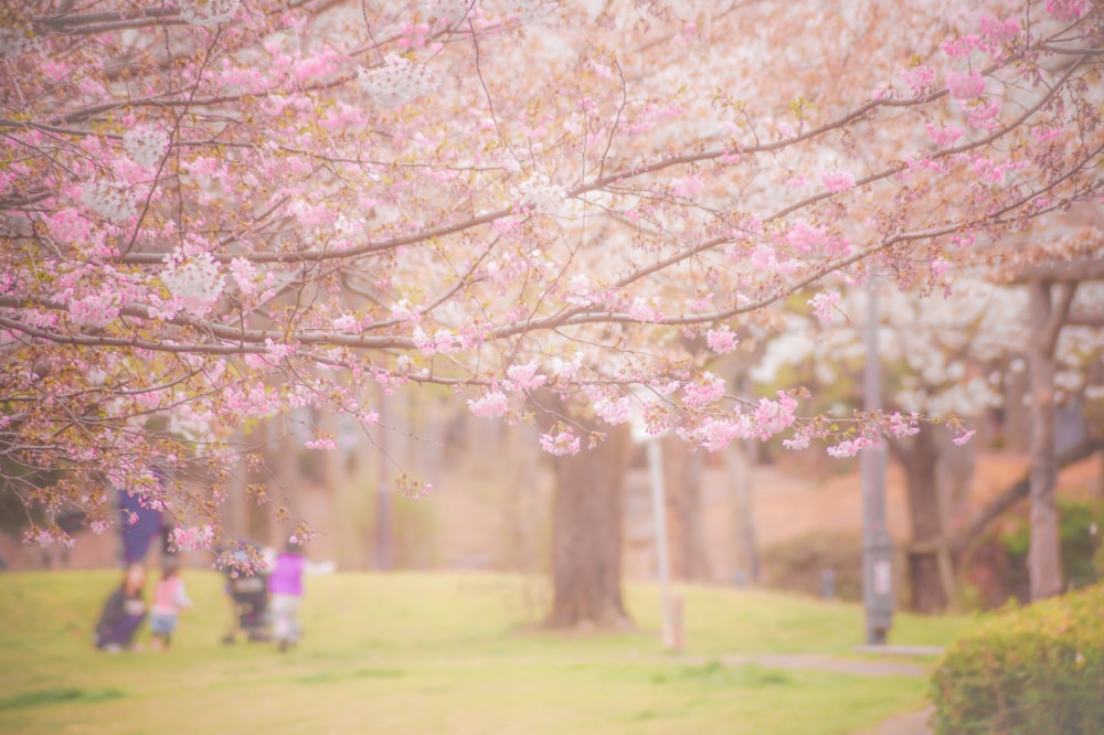 善福寺公園の写真 