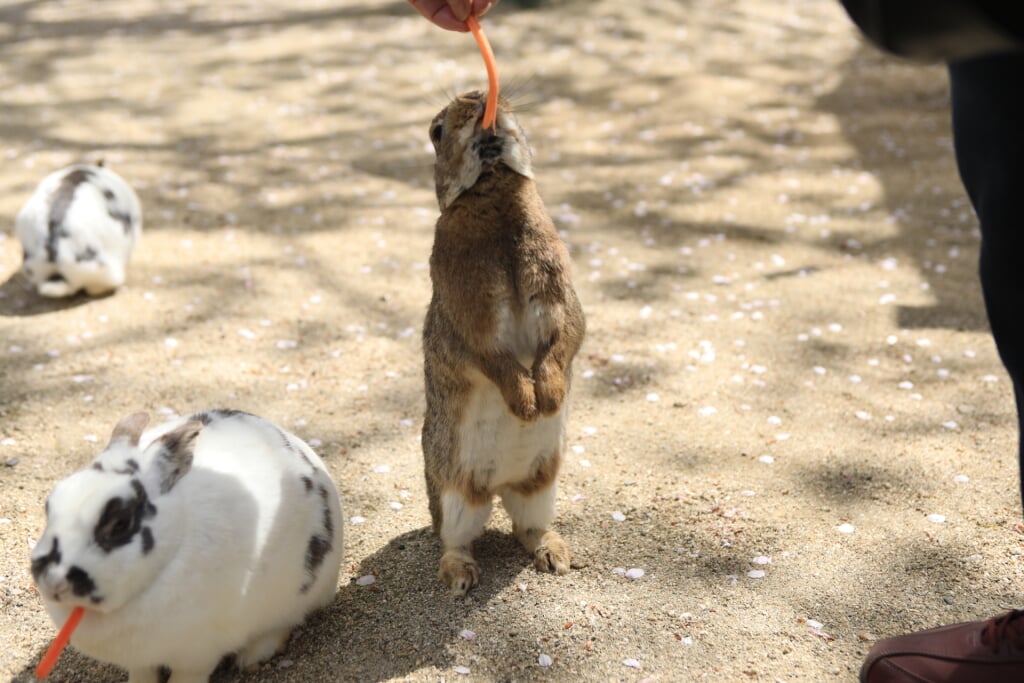 牛久大仏・ふれあい動物公園の写真 