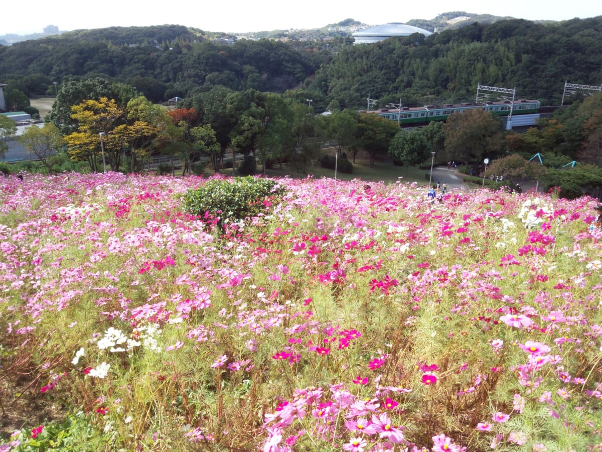 神戸総合運動公園の写真 