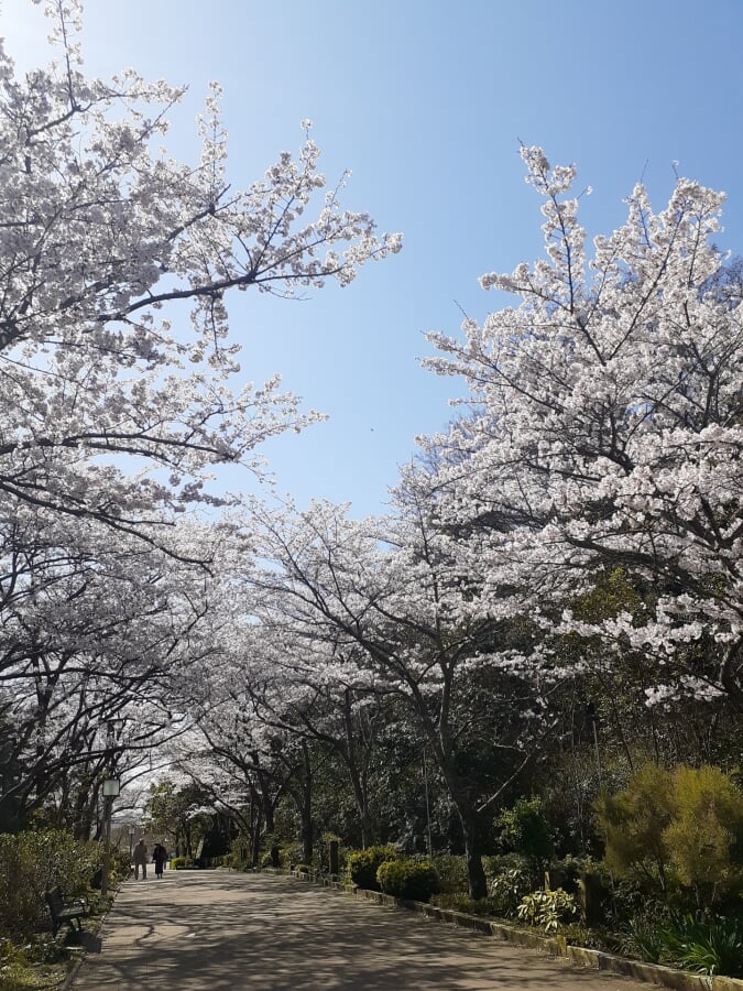 神戸総合運動公園の写真 