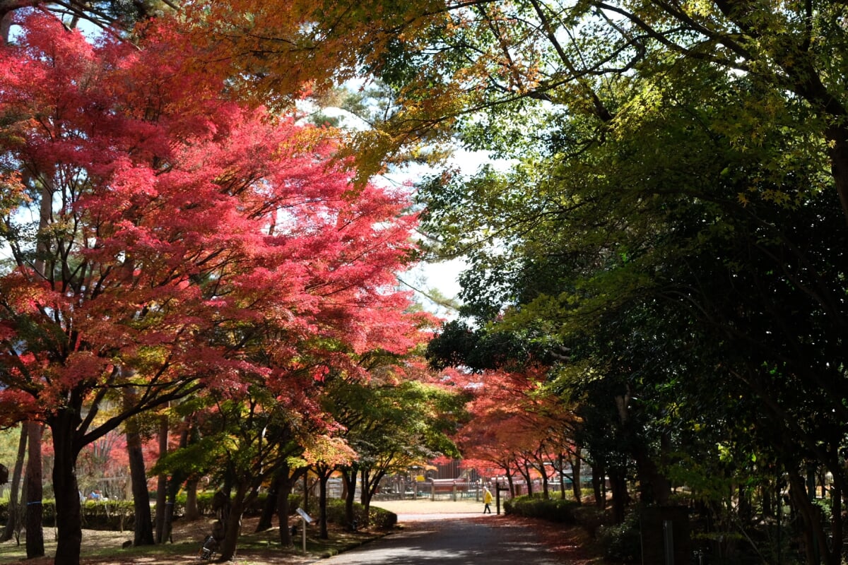 多可町余暇村公園の写真 