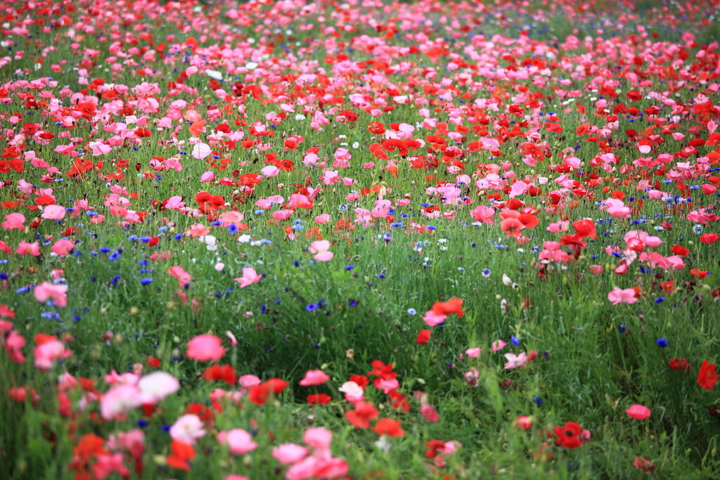 国営みちのく杜の湖畔公園の写真 ©TANAKA Juuyoh (田中十洋)(CC BY 2.0)