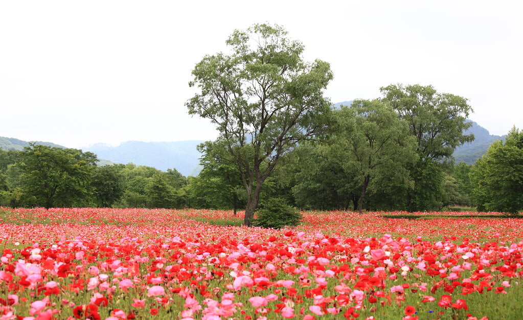 国営みちのく杜の湖畔公園の写真 ©TANAKA Juuyoh (田中十洋)(CC BY 2.0)