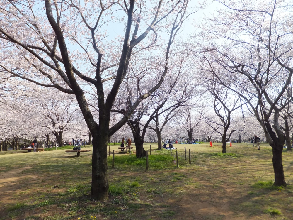 青葉の森公園の写真 ©掬茶(CC BY-SA 3.0)