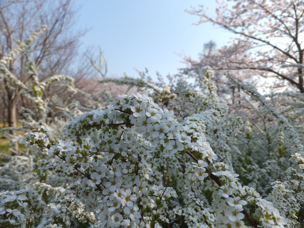 青葉の森公園の写真 ©掬茶(CC BY-SA 3.0)