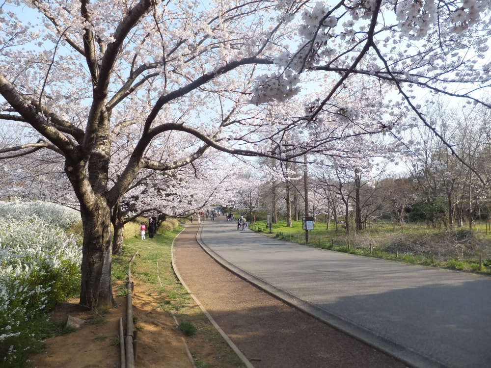 青葉の森公園の写真 ©掬茶(CC BY-SA 3.0)