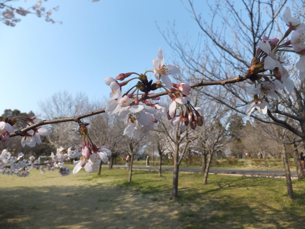 青葉の森公園の写真 ©掬茶(CC BY-SA 3.0)