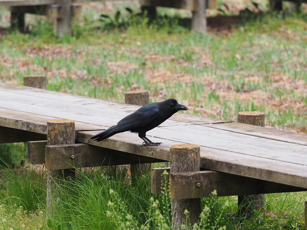 砂沼広域公園の写真 ©kushii(CC BY-ND 2.0)