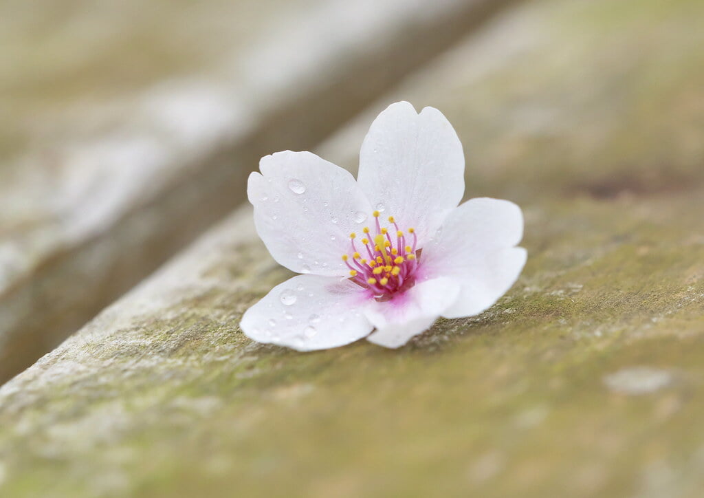 砂沼広域公園の写真 ©kushii(CC BY-ND 2.0)