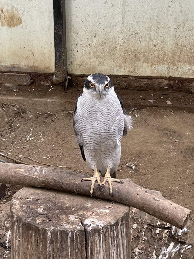 さいたま市 大崎公園子供動物園の写真 