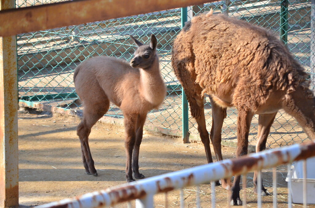 浜松市動物園の写真 ©tsukunepapa(CC BY 2.0)