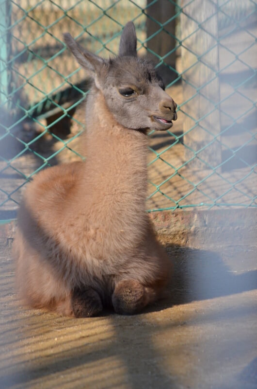 浜松市動物園の写真 ©tsukunepapa(CC BY 2.0)