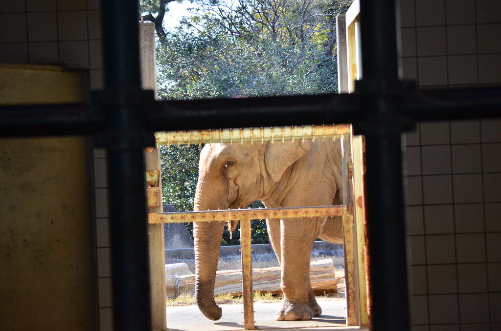 浜松市動物園の写真 ©tsukunepapa(CC BY 2.0)