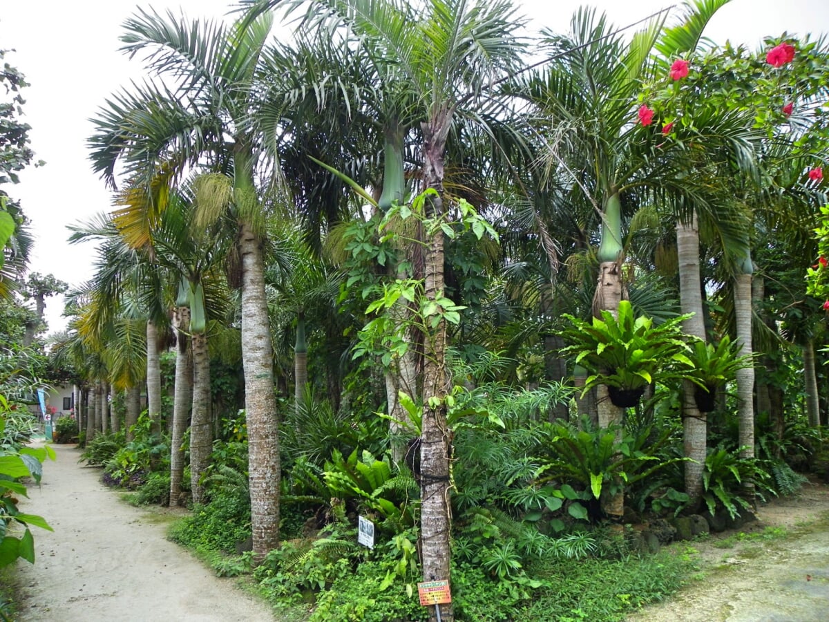 亜熱帯植物園 由布島の写真 