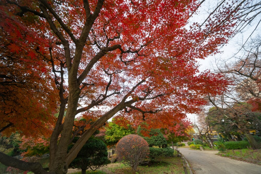 隅田公園の写真 