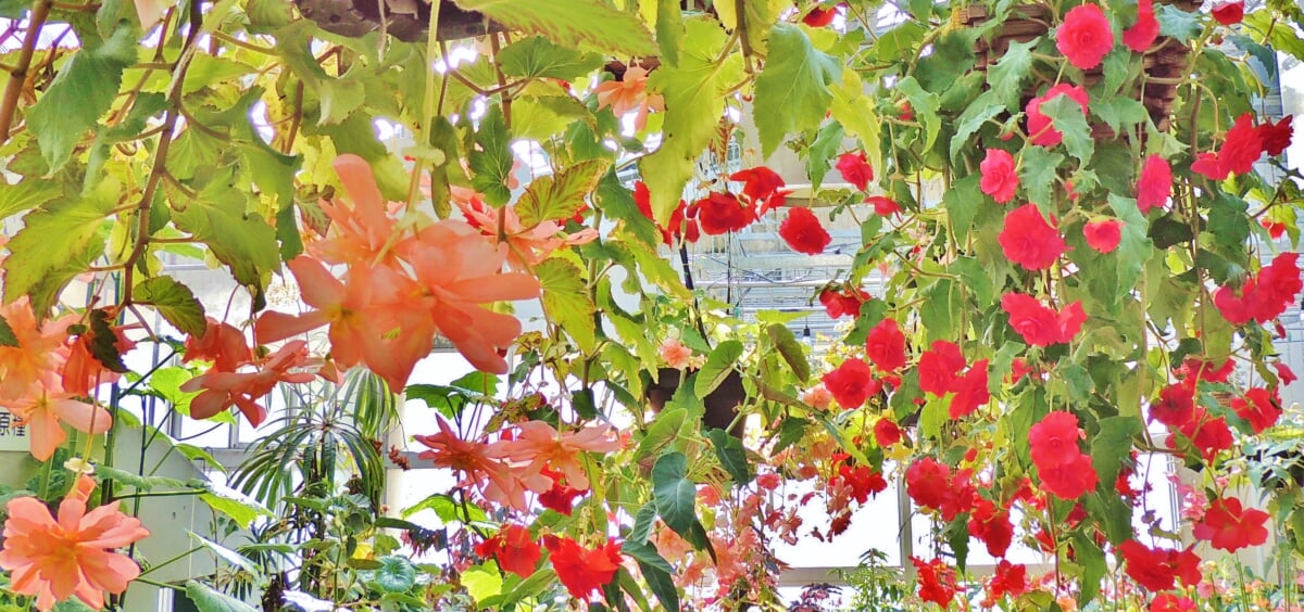 広島市植物公園の写真 ©Yoshio Kohara(CC BY 3.0)