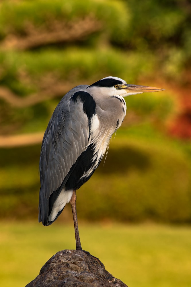 大仙公園の写真 ©Laitche(CC BY-SA 4.0)