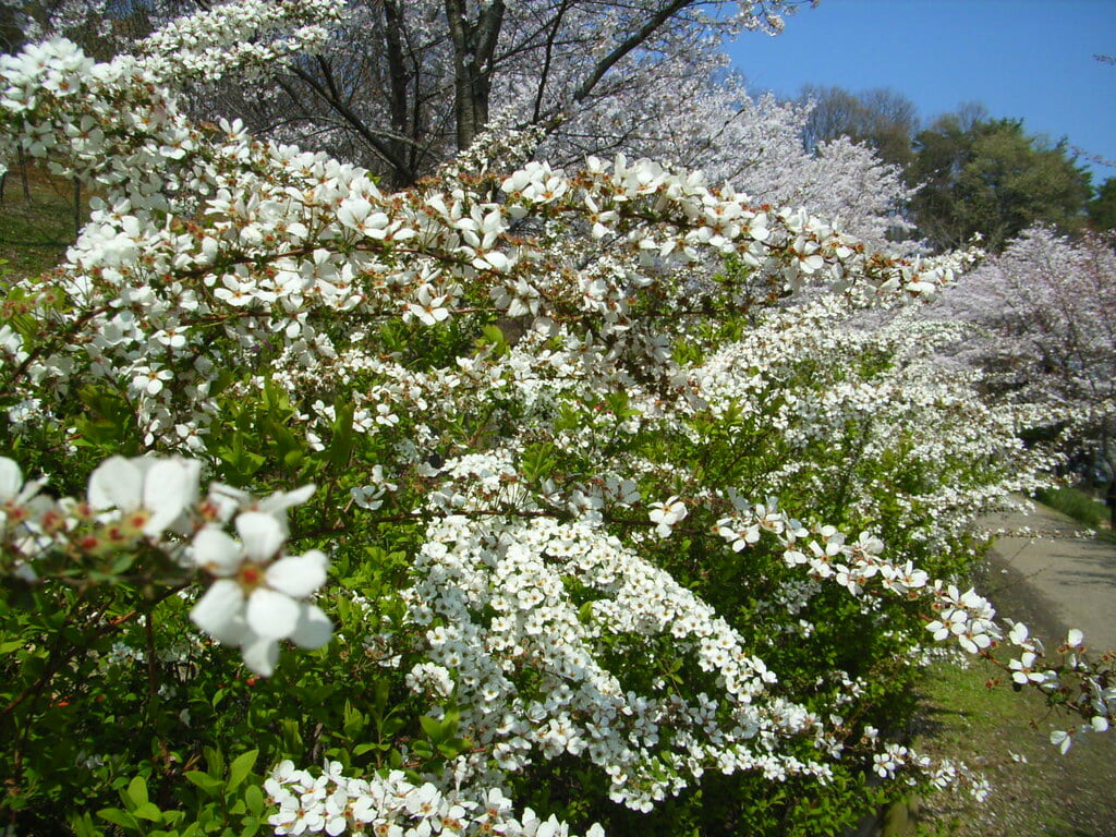 けいはんな記念公園の写真 ©Tamago Moffle(CC BY-SA 2.0)