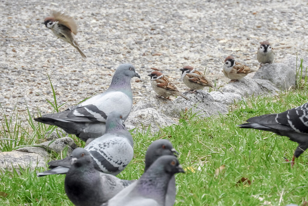 長居公園の写真 ©jinkemoole(CC BY 2.0)