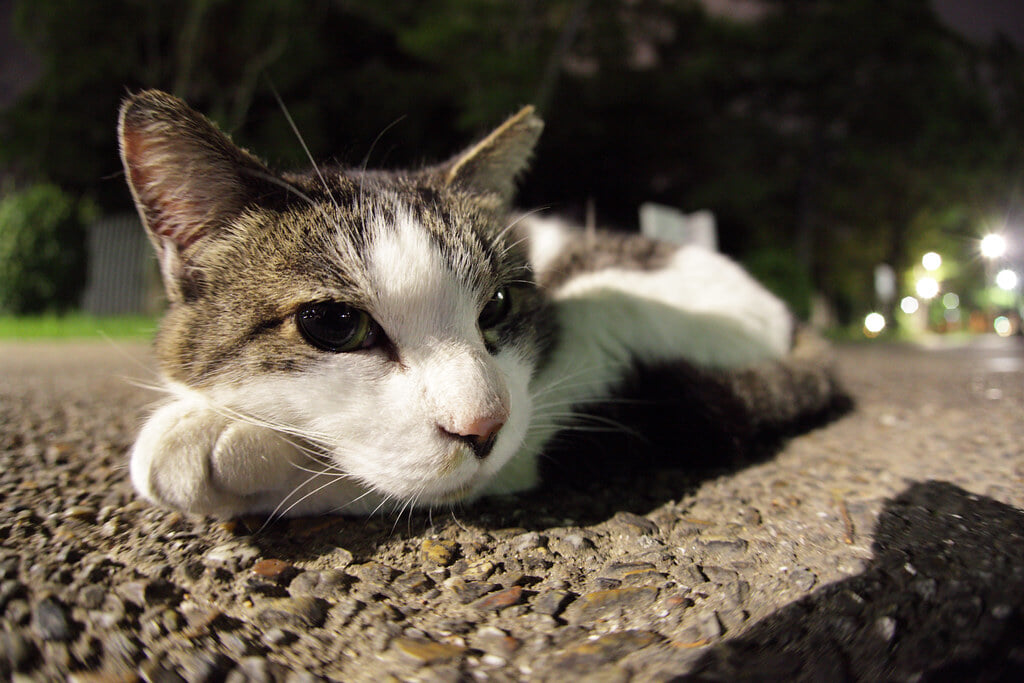 長居公園の写真 ©Mixtribe Photo(CC BY 2.0)