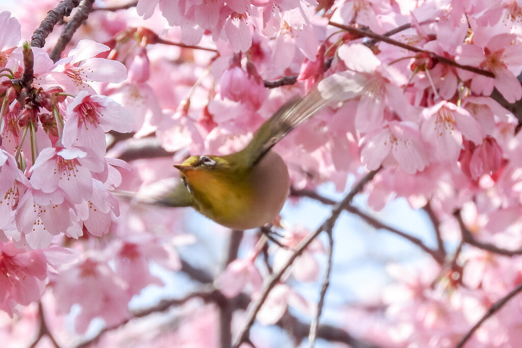 長居公園の写真 ©jinkemoole(CC BY 2.0)