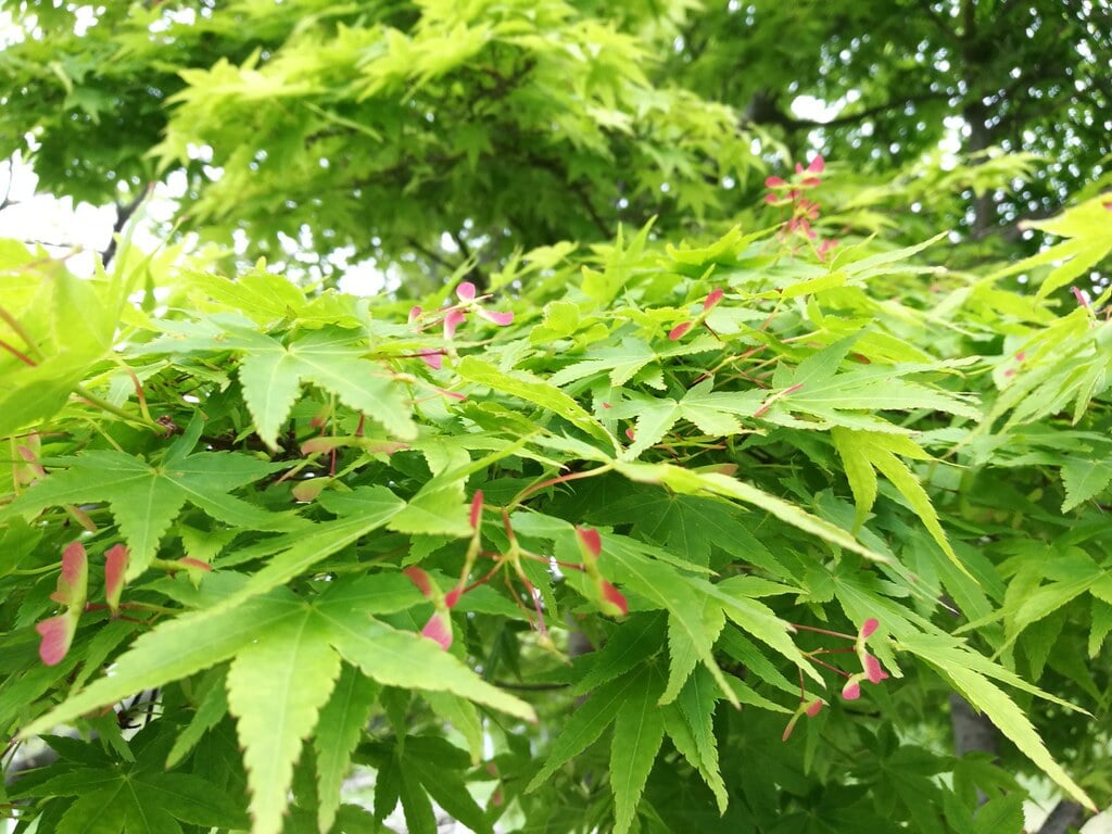 芦屋市総合公園の写真 ©mah_japan(CC BY 2.0)