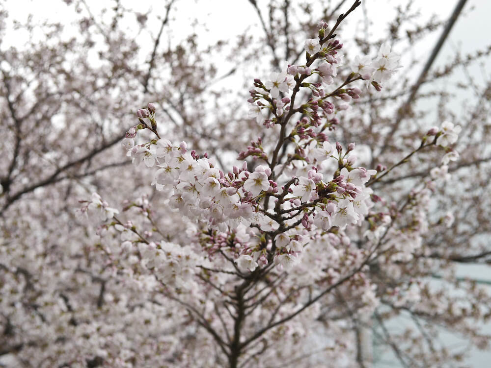 碑文谷公園の写真 ©ehnmark(CC BY 2.0)