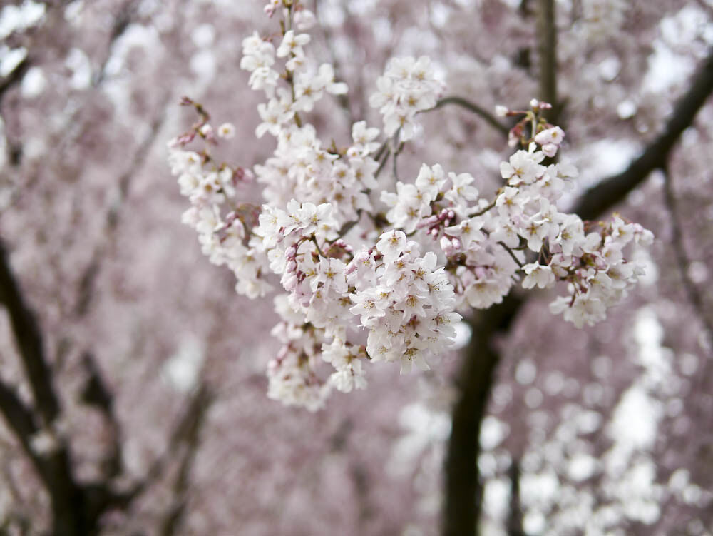 碑文谷公園の写真 ©ehnmark(CC BY 2.0)